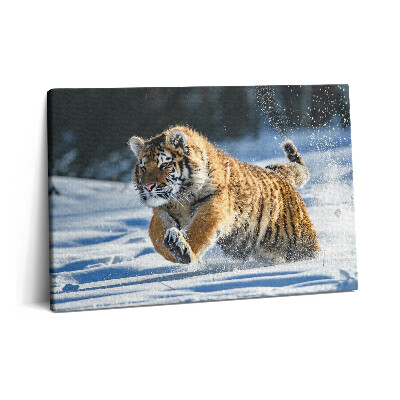 Canvas kép 60x40 Bolyhos tigris a hóban