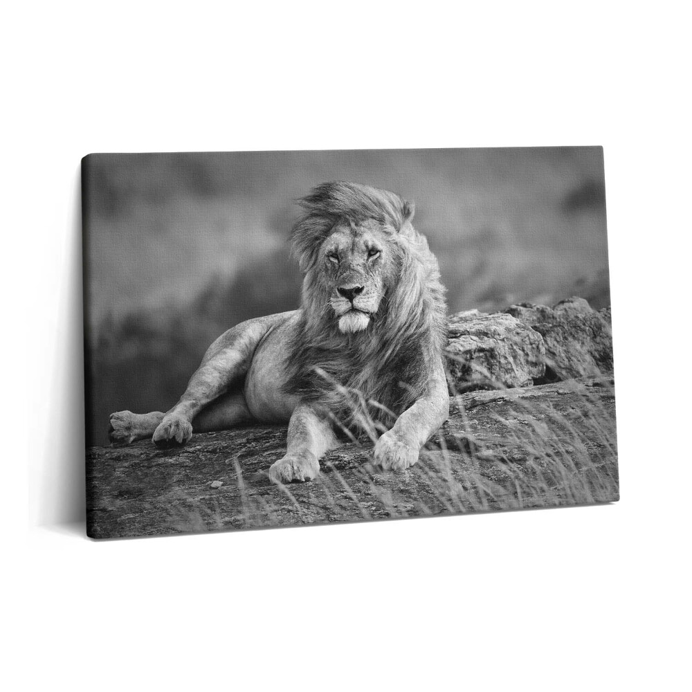 Canvas kép 60x40 Fenséges állat oroszlán