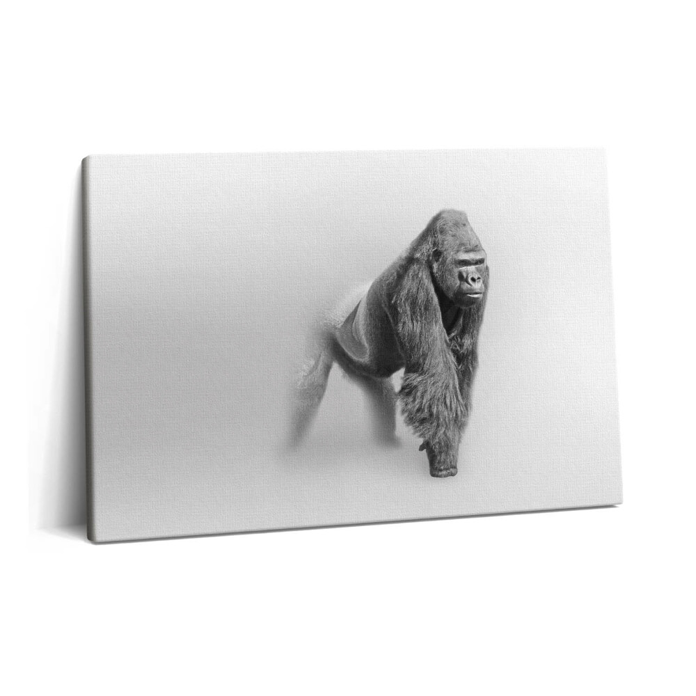 Canvas kép 60x40 Vadon élő állatok gyűjteménye