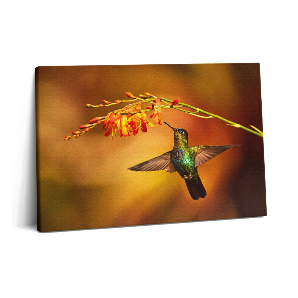 Canvas kép 60x40 Kolibri