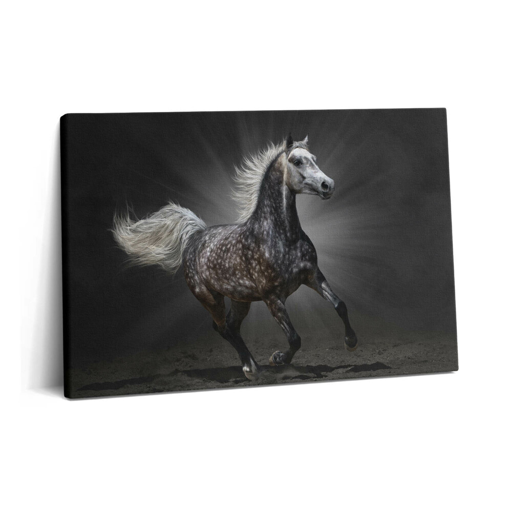 Canvas kép 60x40 Galoppáló ló