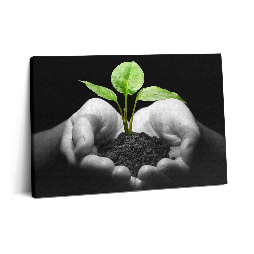 Canvas kép 60x40 Növény a kezében
