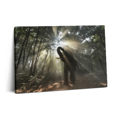 Canvas kép 60x40 Elefánt a dzsungelben