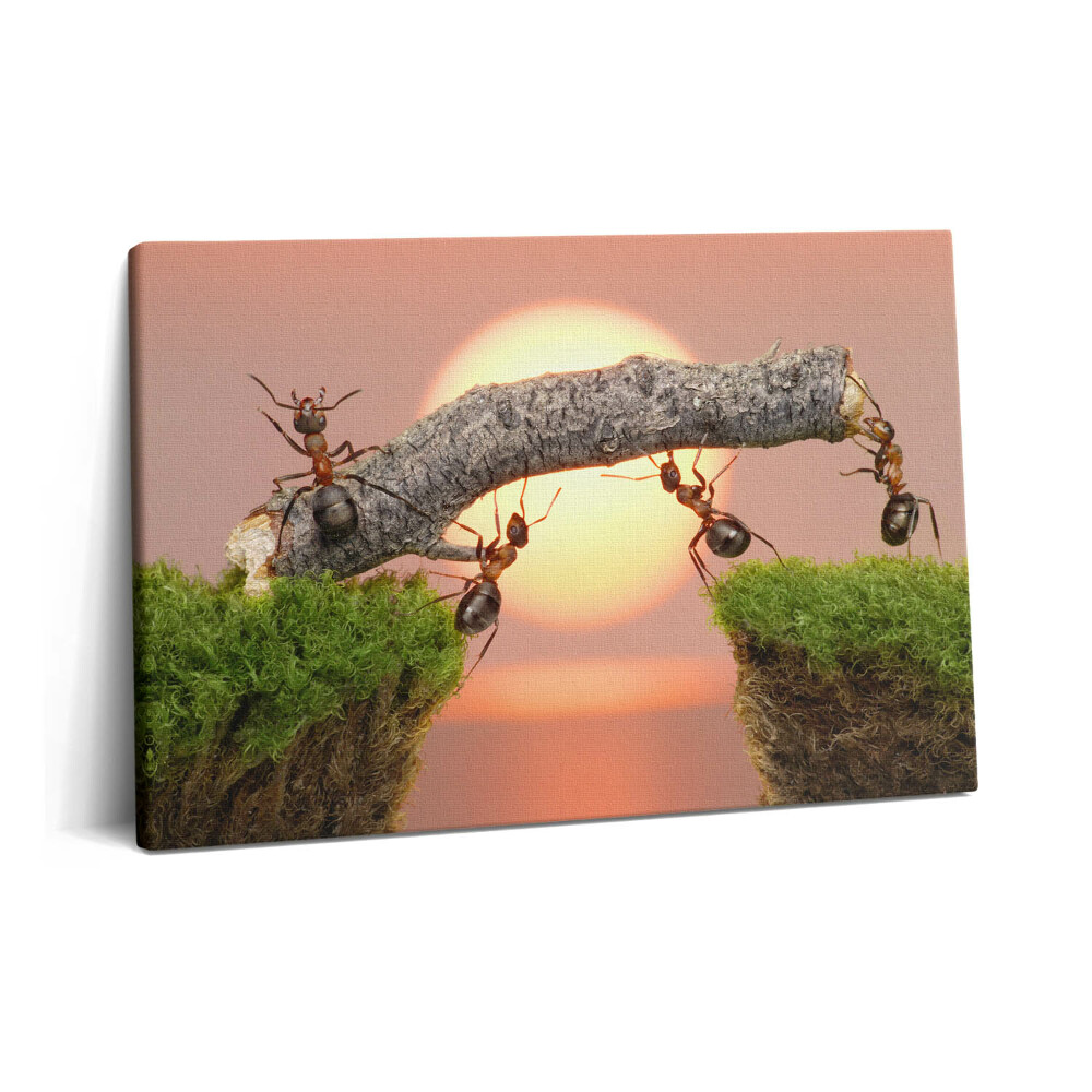 Canvas kép 60x40 Hangyák egy fatörzsön