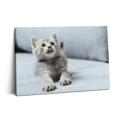 Canvas kép 60x40 Aranyos cica egy kanapén