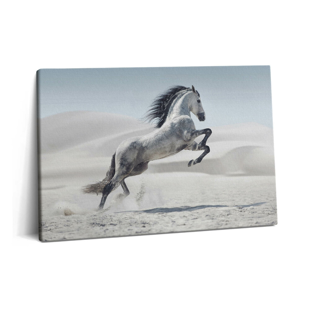 Canvas kép 60x40 Galoppozó fehér ló