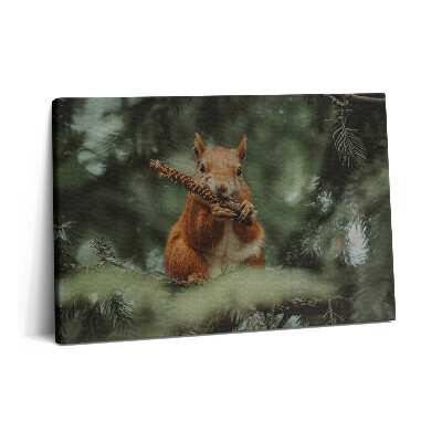 Canvas kép 60x40 Vadon élő mókus