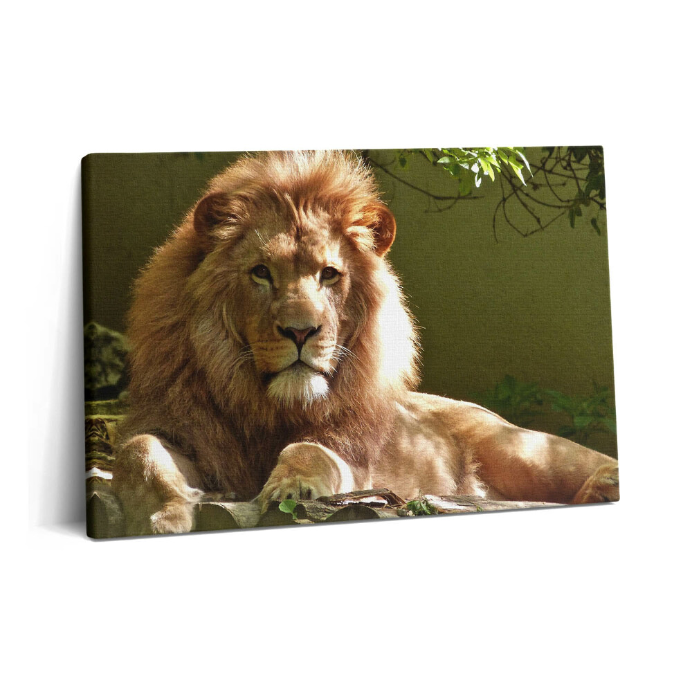 Canvas kép 60x40 Egy vad oroszlán portréja