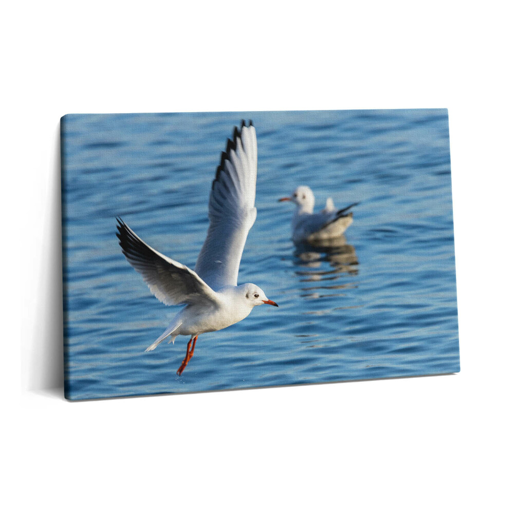 Canvas kép 60x40 Sirályok Gdyniában