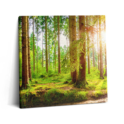 Vászonkép 60x60 Erdő a napfényben