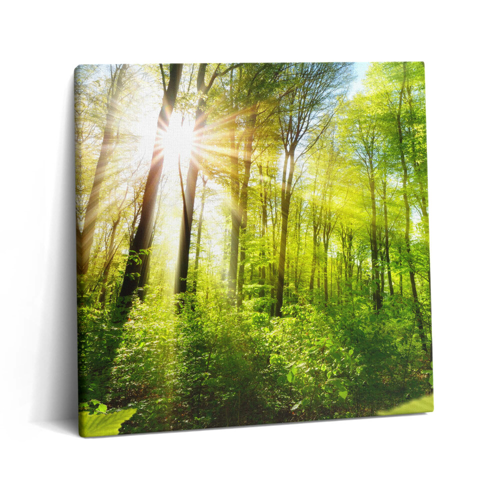 Vászonkép 60x60 Napsütés az erdőben