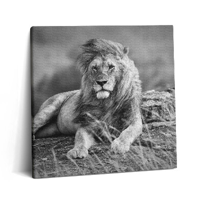 Vászonkép 60x60 Fenséges állat oroszlán