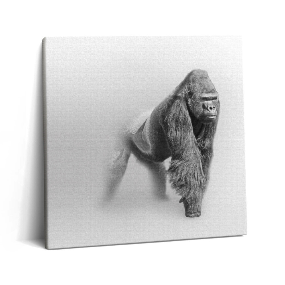 Vászonkép 60x60 Vadon élő állatok gyűjteménye