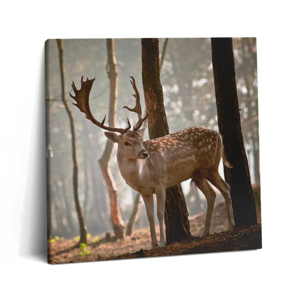 Vászonkép 60x60 Szarvas a felkelő nap fényében