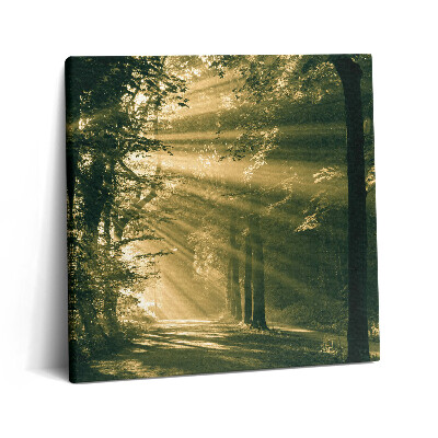 Vászonkép 60x60 Napsütés az erdőben
