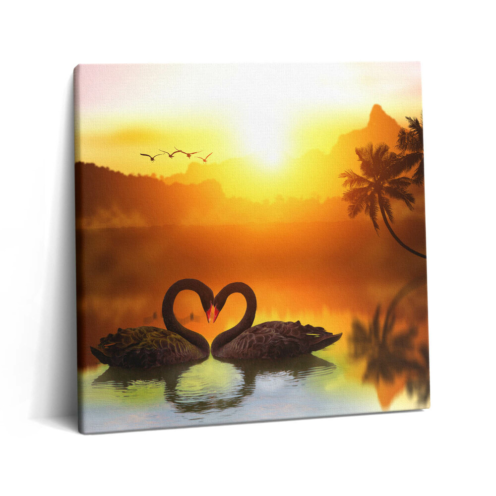 Vászonkép 60x60 Gyönyörű fekete hattyú a tavon