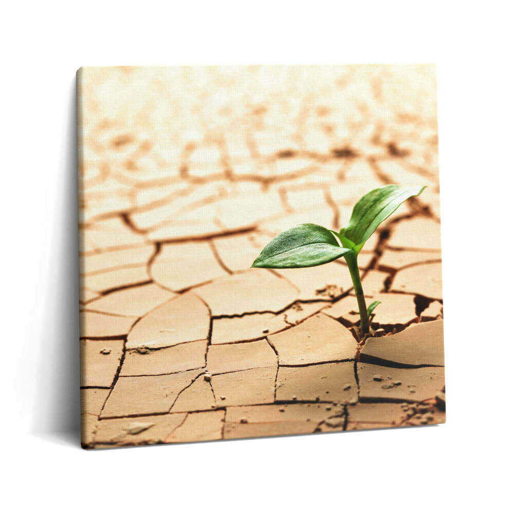 Vászonkép 60x60 Ültetés száraz talajban