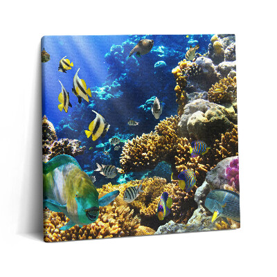 Vászonkép 60x60 Halak képe egy korallzátonyon