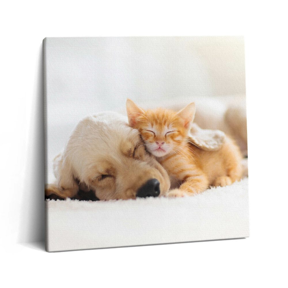 Vászonkép 60x60 Alvó állatok macska és kutya