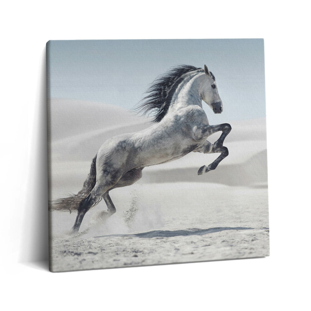 Vászonkép 60x60 Galoppozó fehér ló