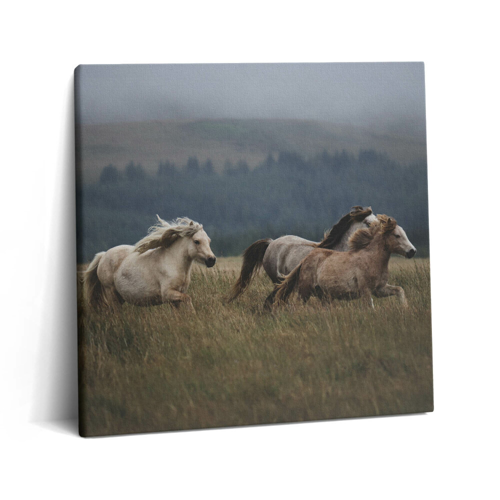 Vászonkép 60x60 Lovak galoppoznak felfelé
