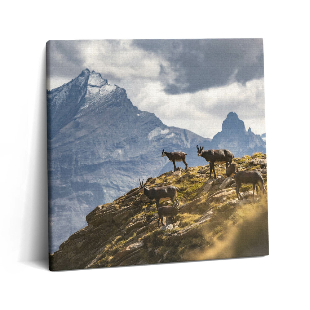Vászonkép 60x60 Kecskék és az olaszországi Aosta-völgy