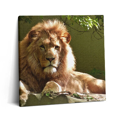 Vászonkép 60x60 Egy vad oroszlán portréja