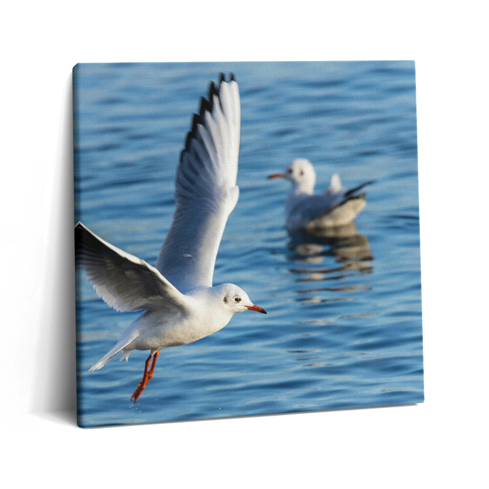 Vászonkép 60x60 Sirályok Gdyniában