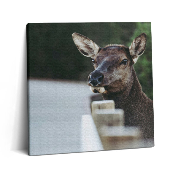 Vászonkép 60x60 Egy szarvas feje