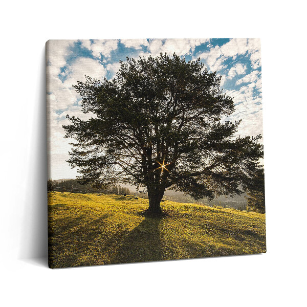 Vászonkép 60x60 Lombos fa egy dombon