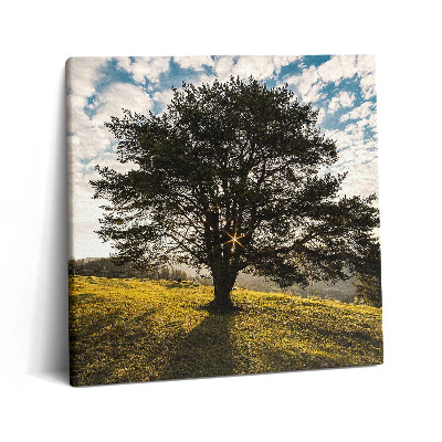 Vászonkép 60x60 Lombos fa egy dombon