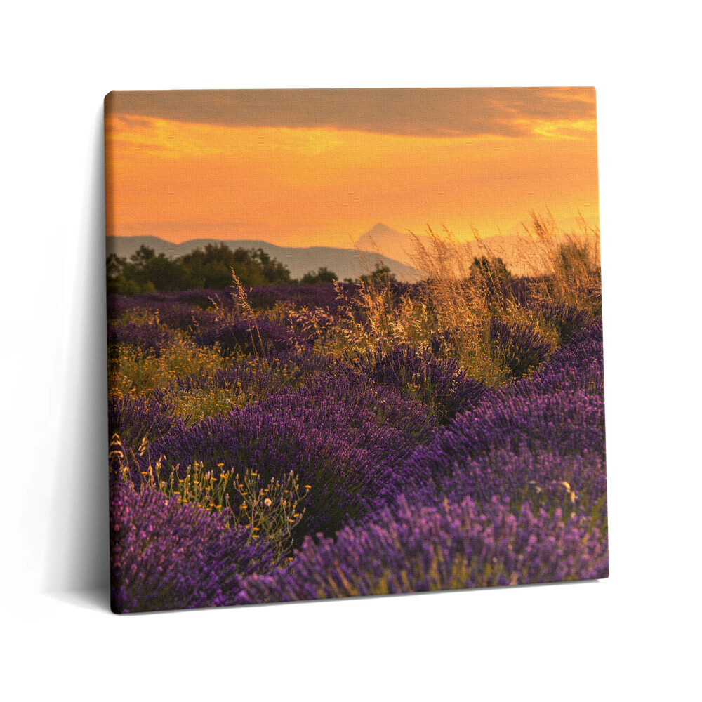 Vászonkép 60x60 Levendula rét Provence Franciaország