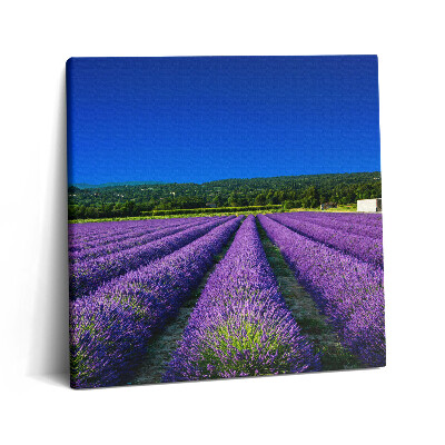 Vászonkép 60x60 Levendulamező Provence-ban