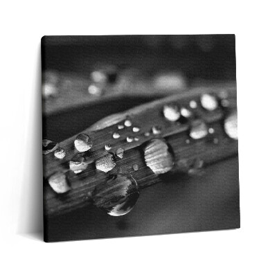 Vászonkép 60x60 Rózsalevél Fekete-fehér