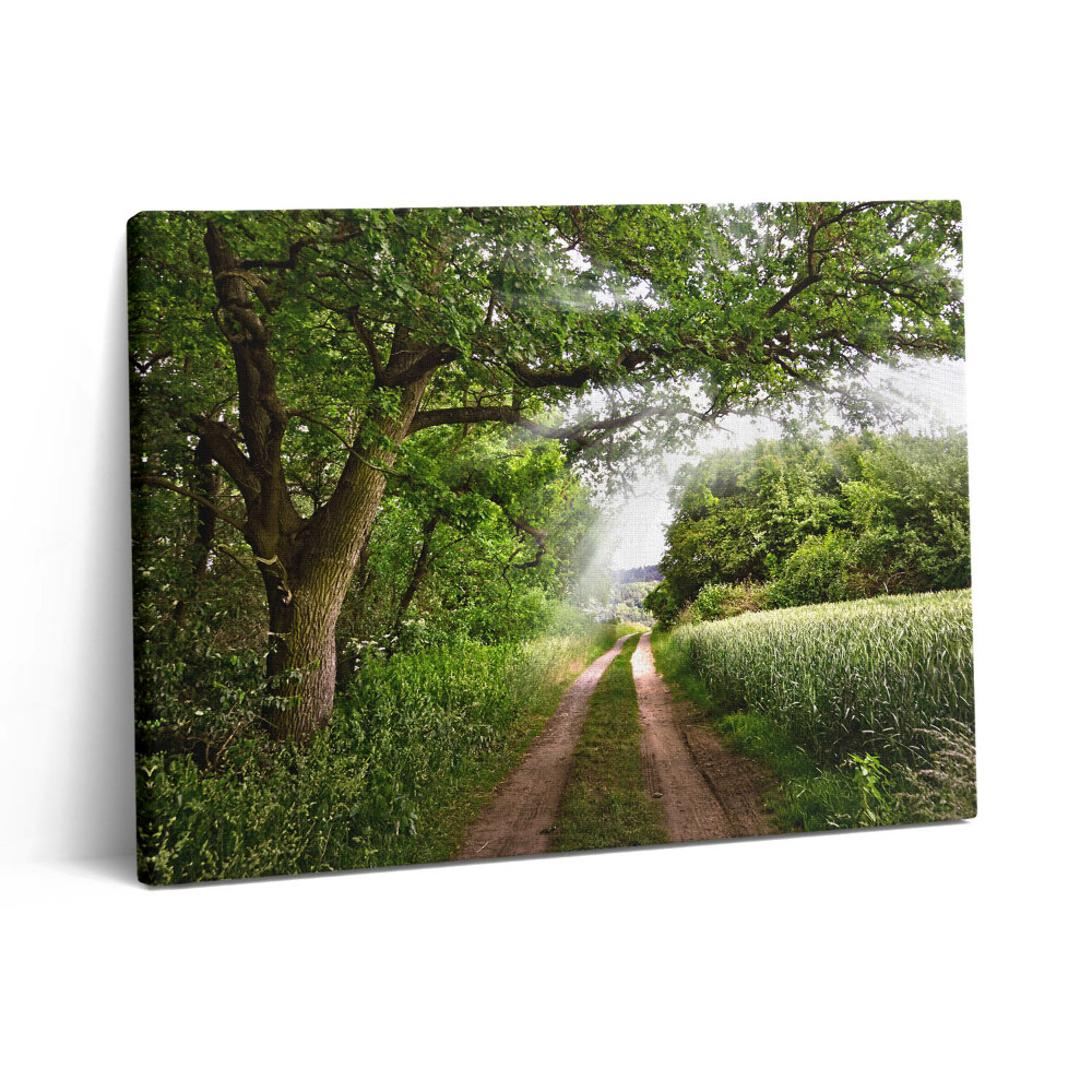 Vászonkép falra 80x60 Ösvényfák és napsütés