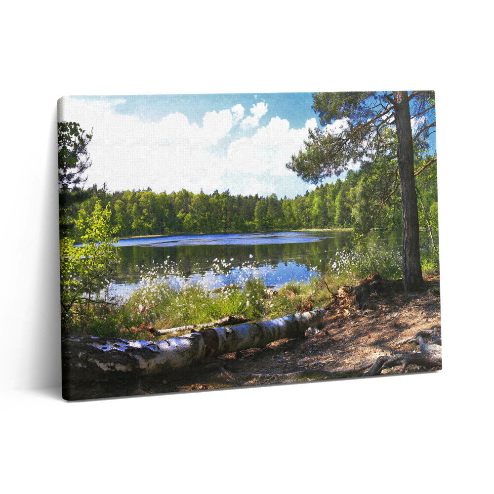 Vászonkép falra 80x60 Egy erdei tó látványa