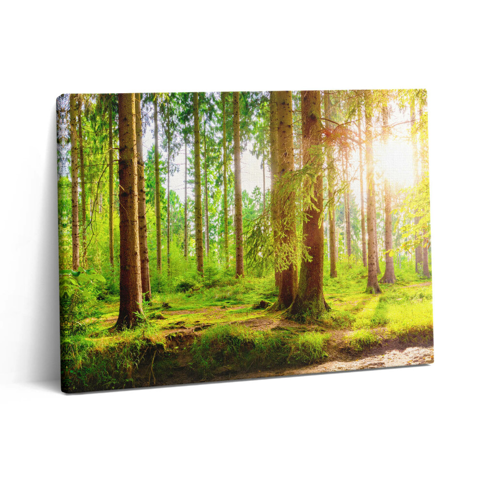 Vászonkép falra 80x60 Erdő a napfényben
