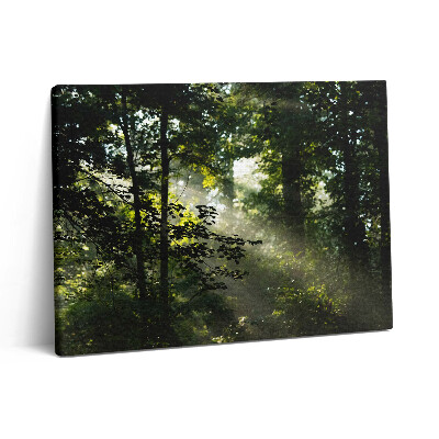 Vászonkép falra 80x60 Napsugarak és fák