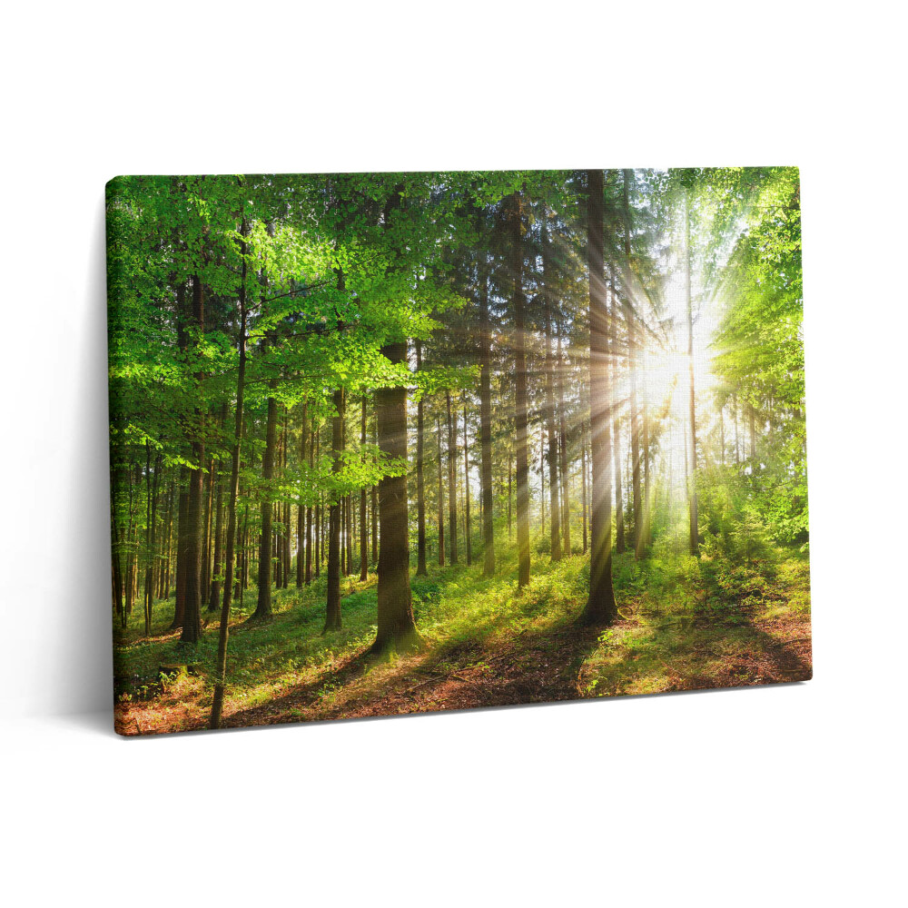 Vászonkép falra 80x60 Erdő és napfelkelte