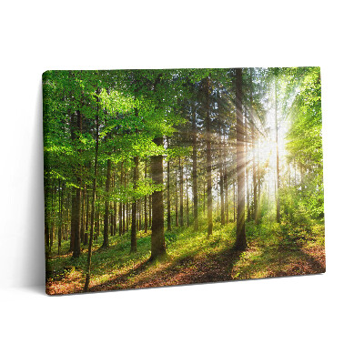 Vászonkép falra 80x60 Erdő és napfelkelte