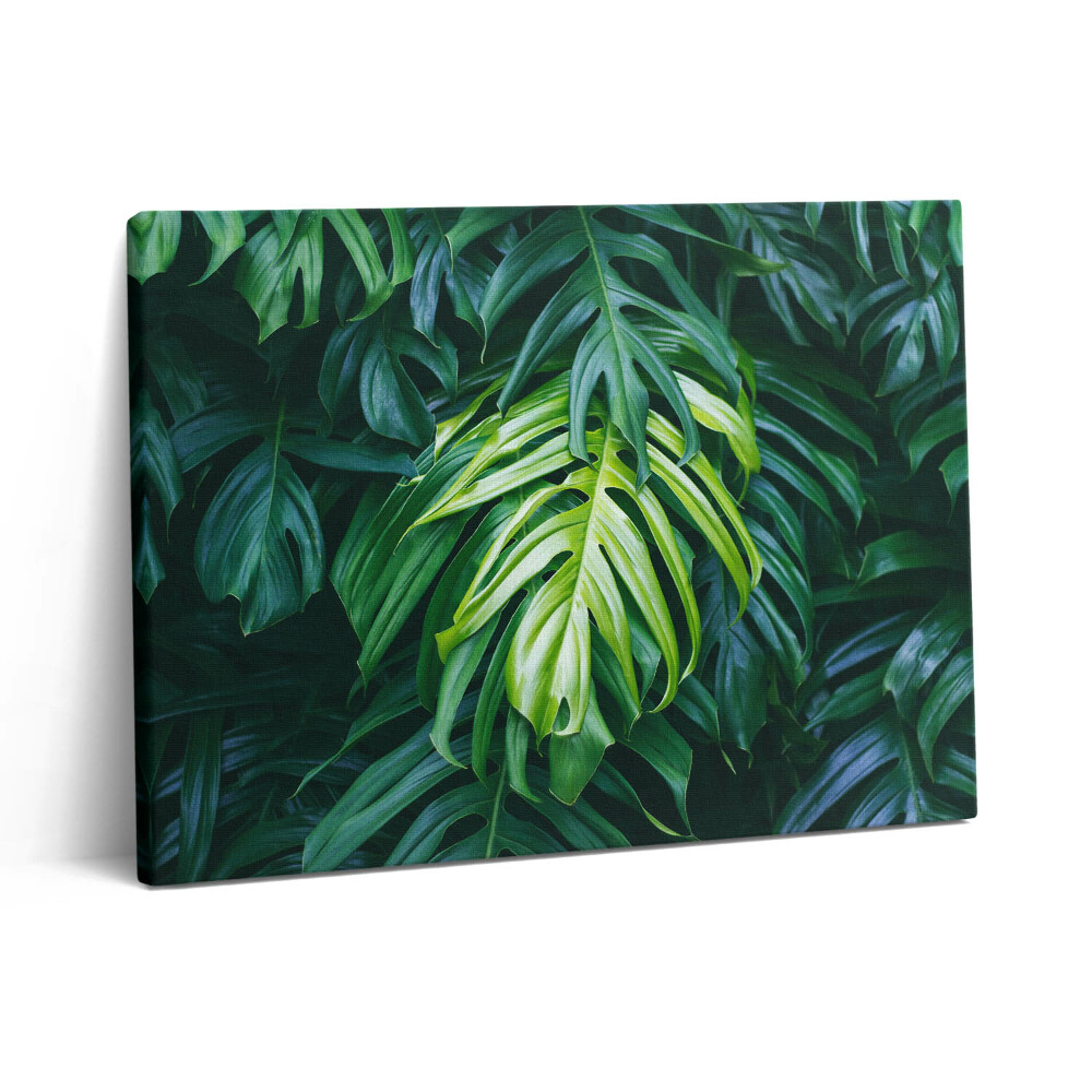 Vászonkép falra 80x60 Trópusi természet - monstera levelek