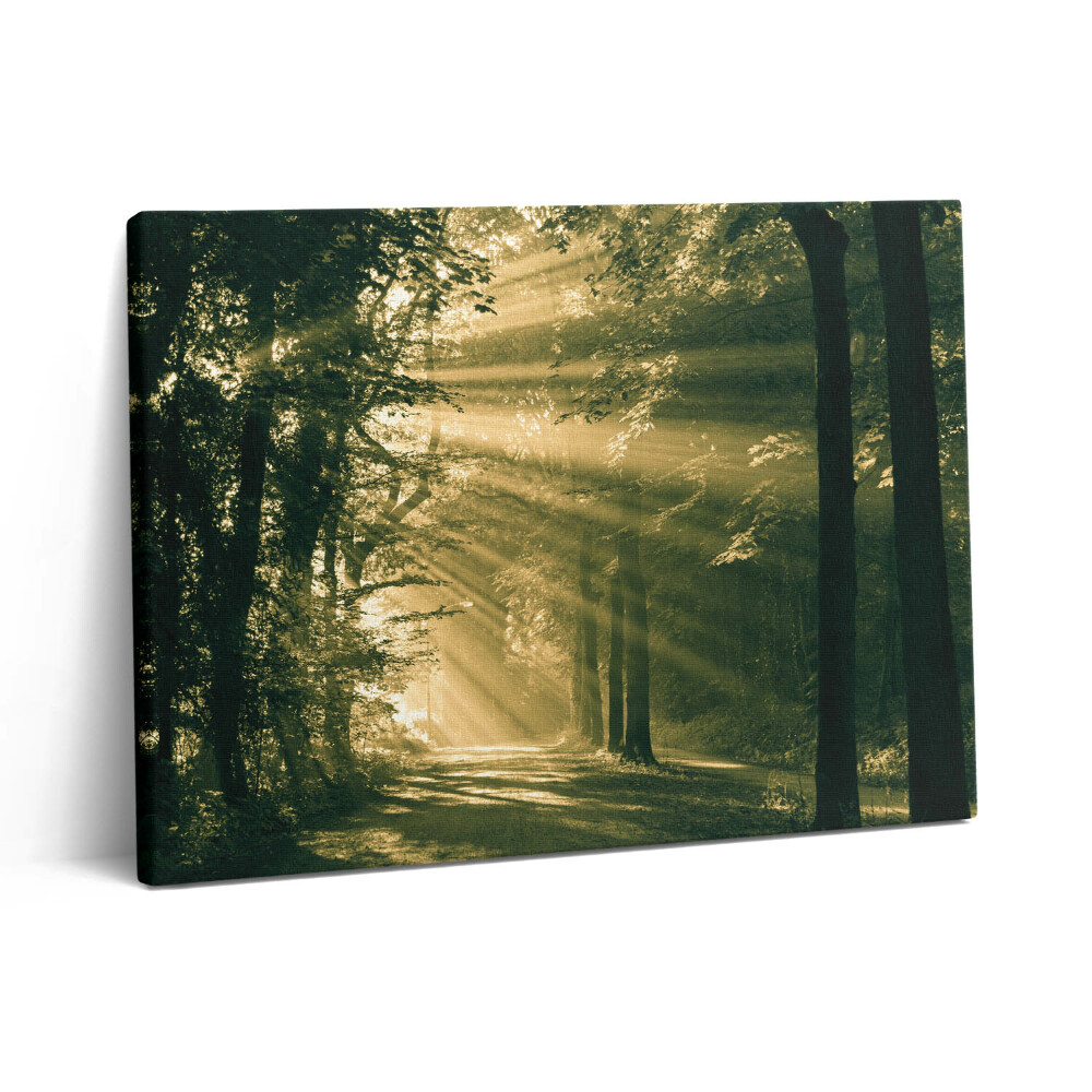 Vászonkép falra 80x60 Napsütés az erdőben