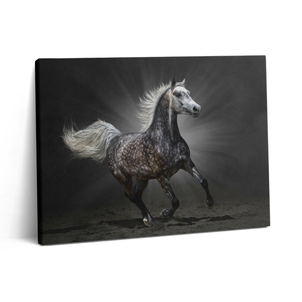 Vászonkép falra 80x60 Galoppáló ló