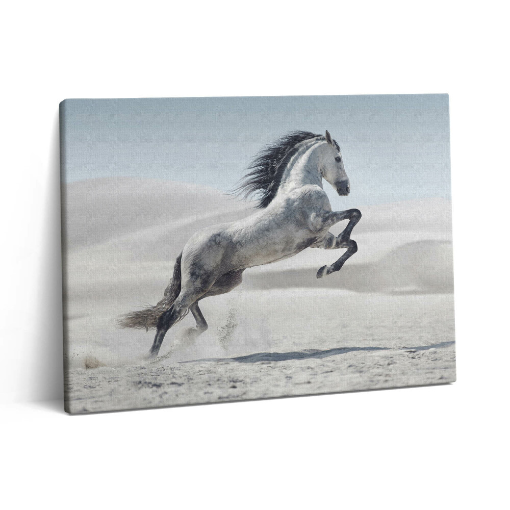 Vászonkép falra 80x60 Galoppozó fehér ló
