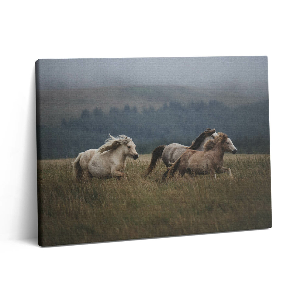 Vászonkép falra 80x60 Lovak galoppoznak felfelé