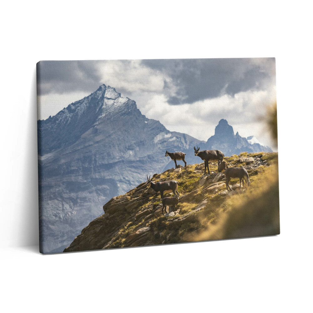 Vászonkép falra 80x60 Kecskék és az olaszországi Aosta-völgy