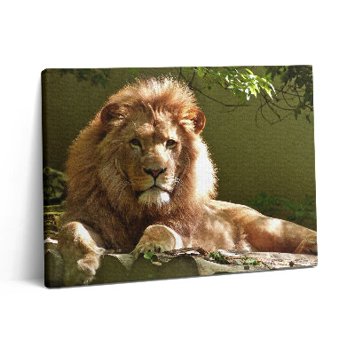 Vászonkép falra 80x60 Egy vad oroszlán portréja