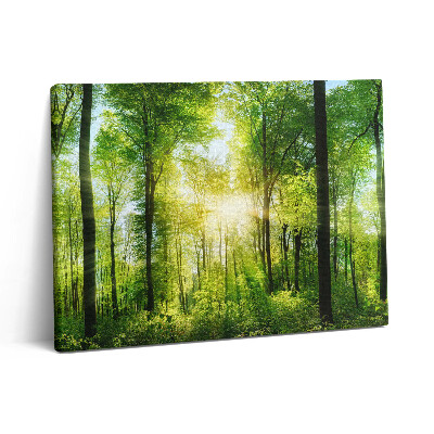 Vászonkép falra 80x60 Erdei fák természete