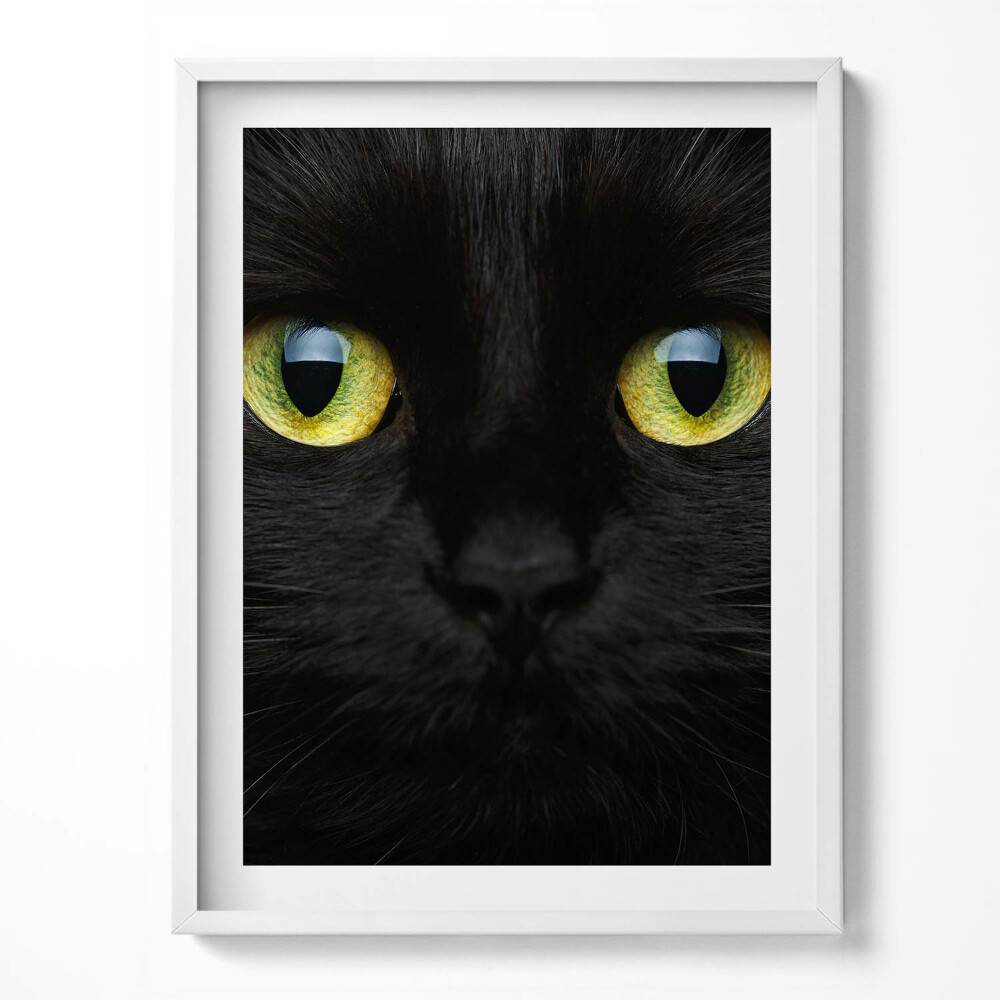 Kép keretben Állati macskaszemek