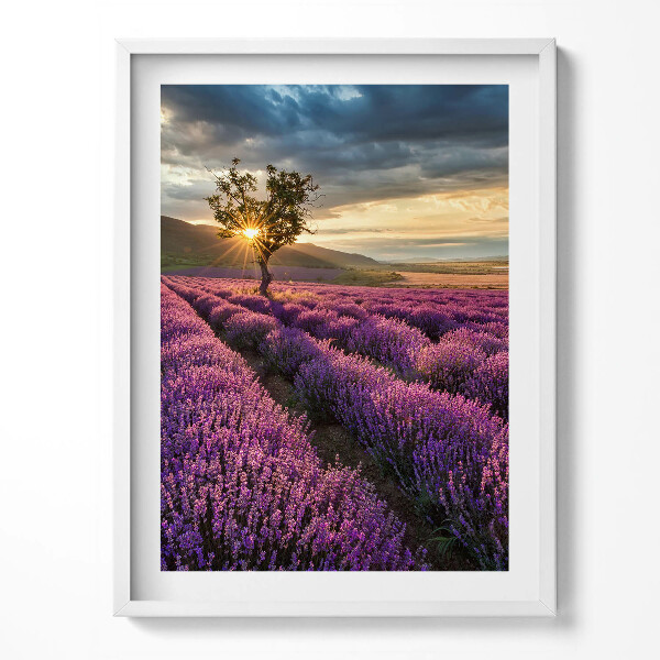 Keretezett kép Levendulamező